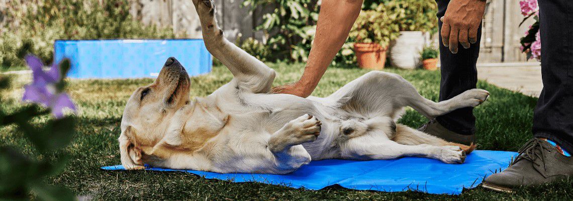 Je hond afkoelen in de zomer
